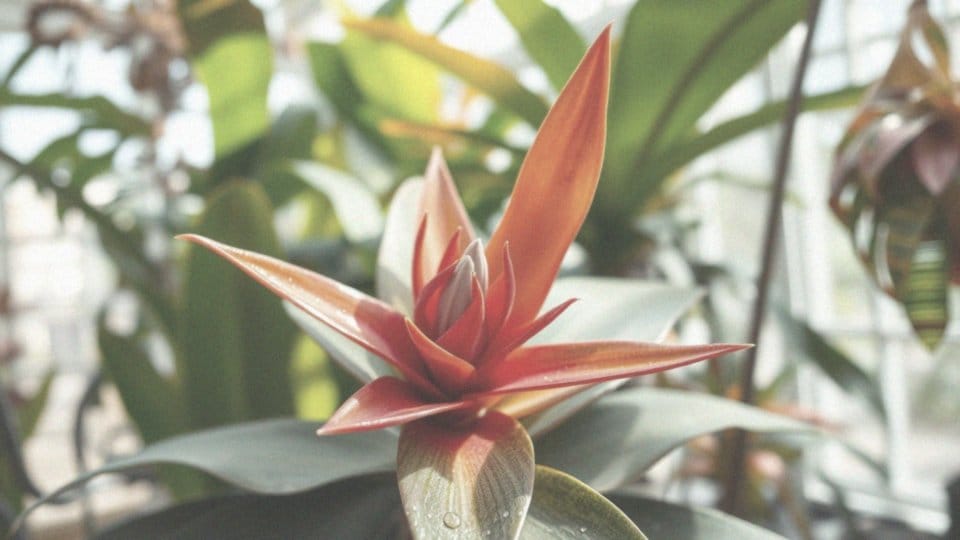 Dlaczego bromelia należy do rodziny ananasowatych?