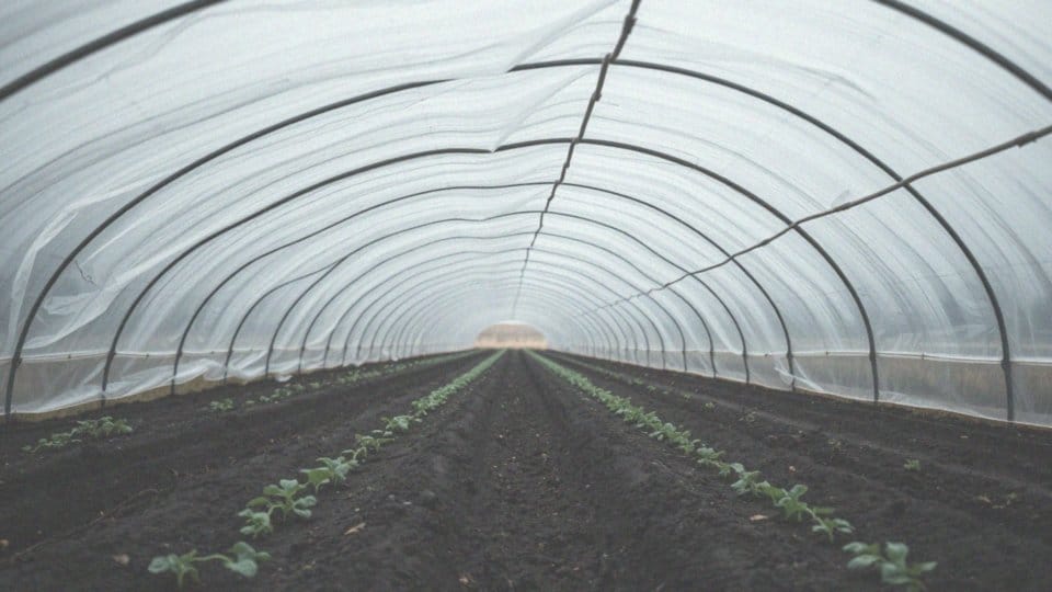 Jak dobierać folię tunelową dla ciepłolubnych warzyw?