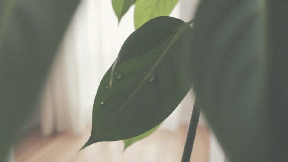 Czy filodendron jest trujący dla kota? Sprawdź zagrożenia