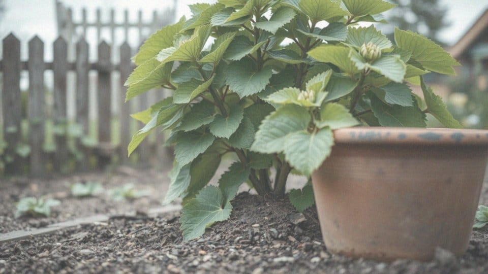 Dlaczego hortensja bukietowa nie kwitnie? Przyczyny i sposoby na poprawę