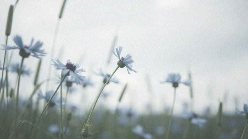 Ile trwa okres? Czas trwania i informacje o cyklu menstruacyjnym