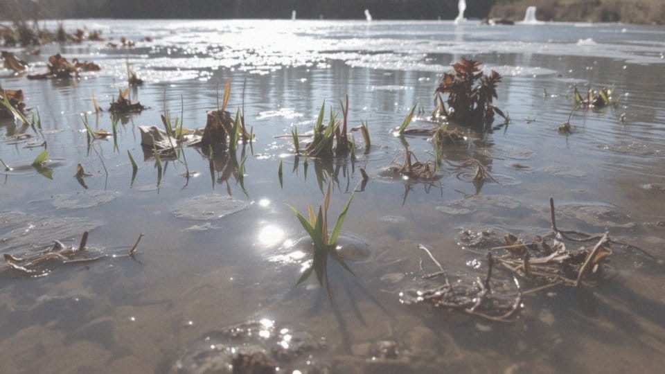 Kiedy szczupak ma tarło? Kluczowe informacje dla wędkarzy