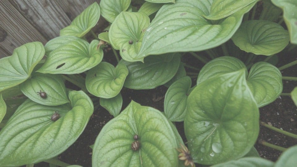 Oprysk na ślimaki bez skorupy – skuteczne metody walki w ogrodzie